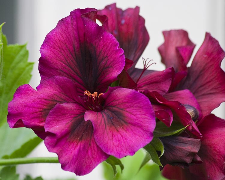 Deep Wine Martha Washington Geranium