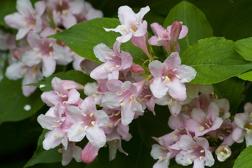 Pink Weigelia