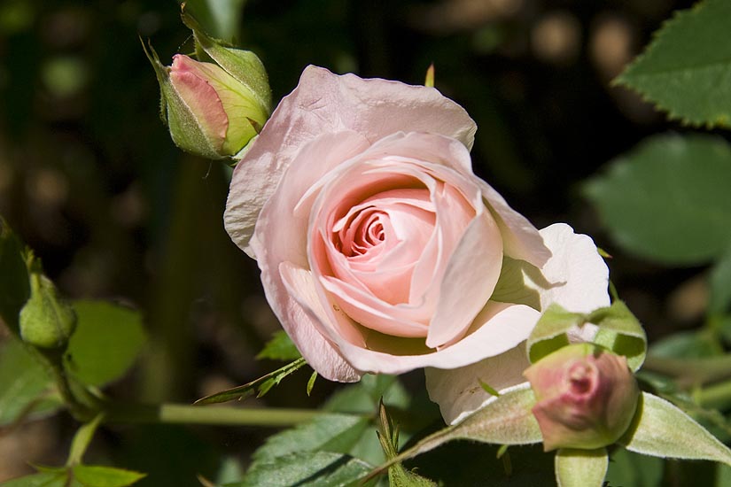 Pink Bud
