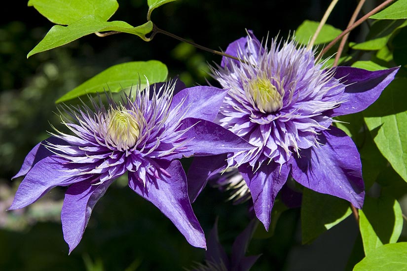 Clematis Twins