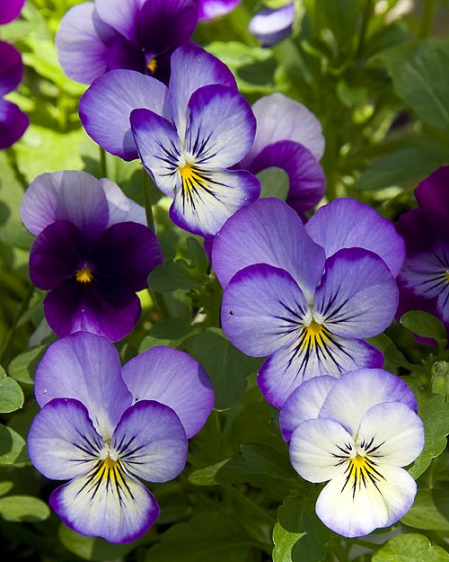 Cheery Violas