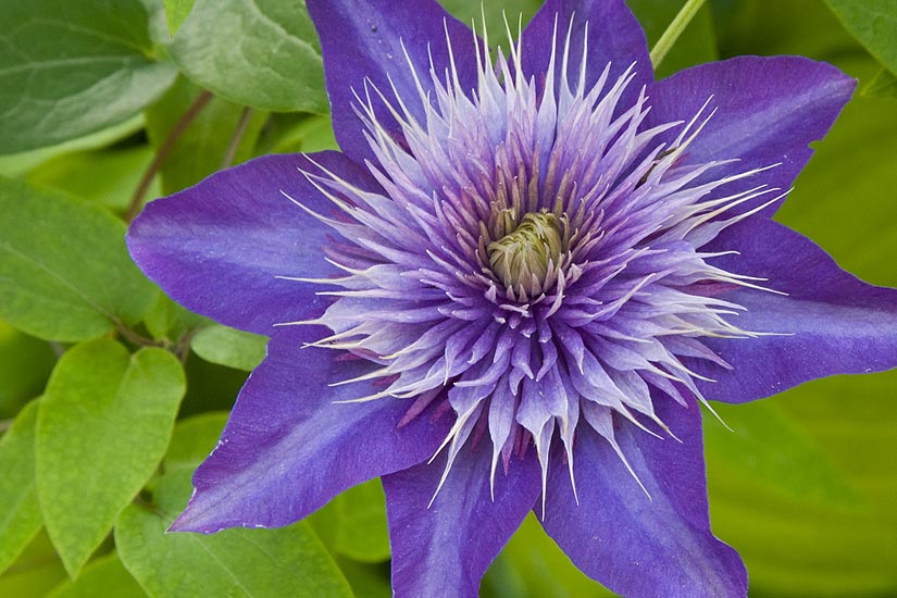 Beautiful Clematis