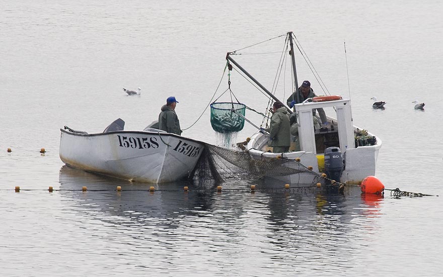 the Morning Catch