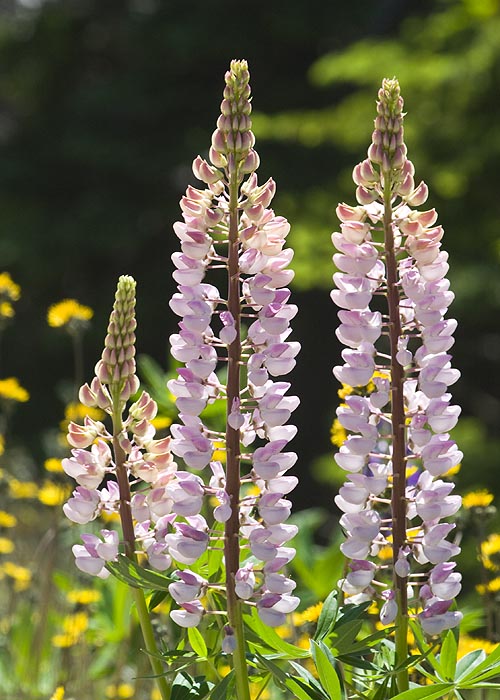 Pink Lupins