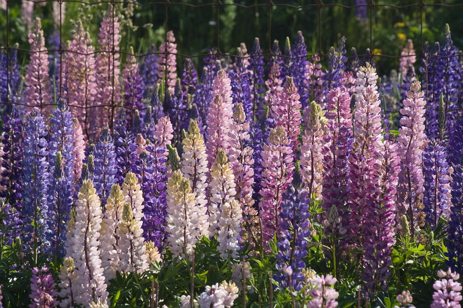Masses of Lupins