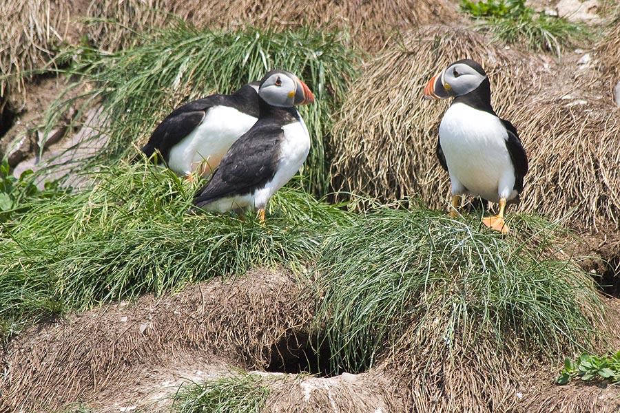 Puffins