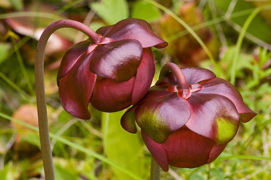 Pitcher Plant in Bloom