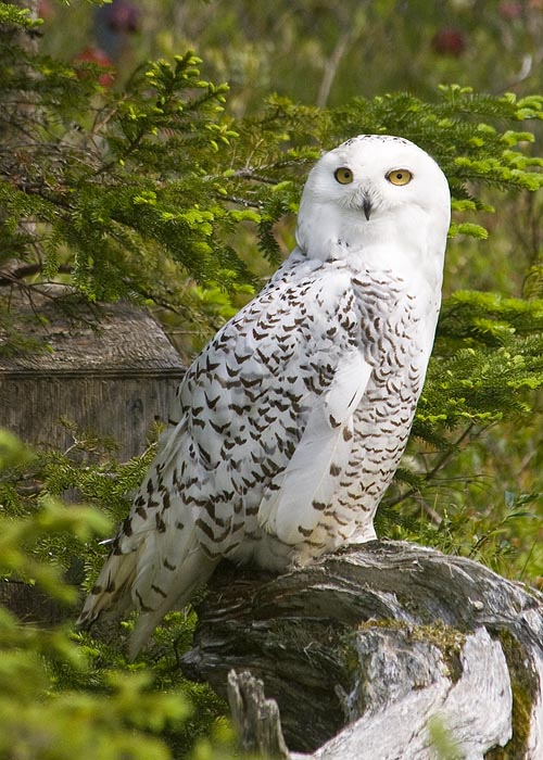 Snowy Owl