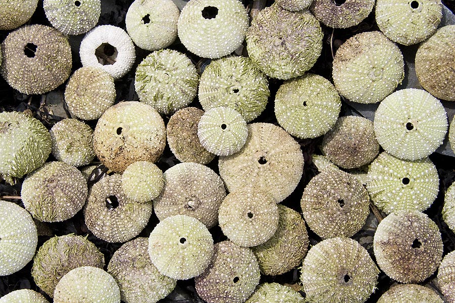 Sea Urchins