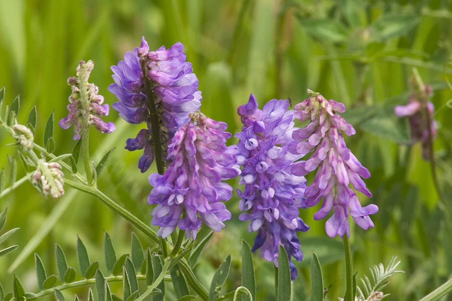 Common Vetch