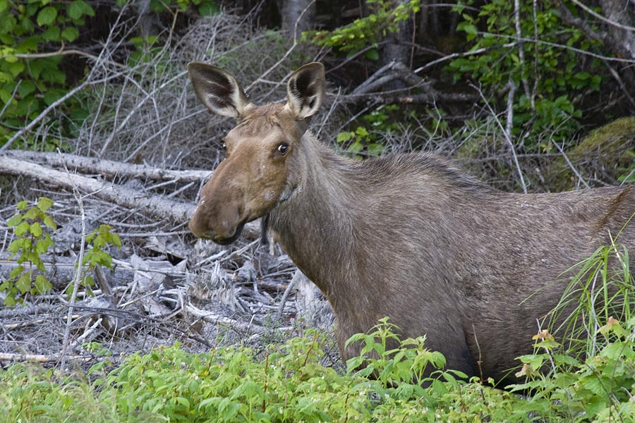 A Wary Moose