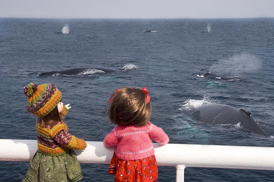 Whale Watching