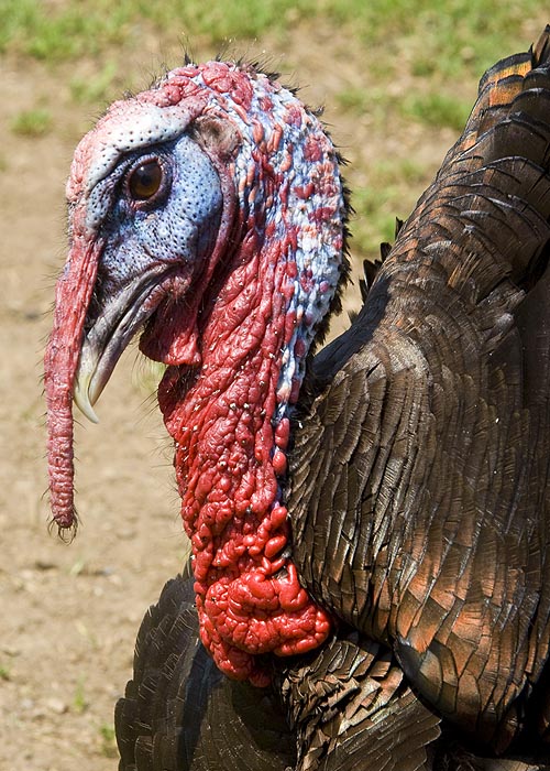 Mr. Gobble