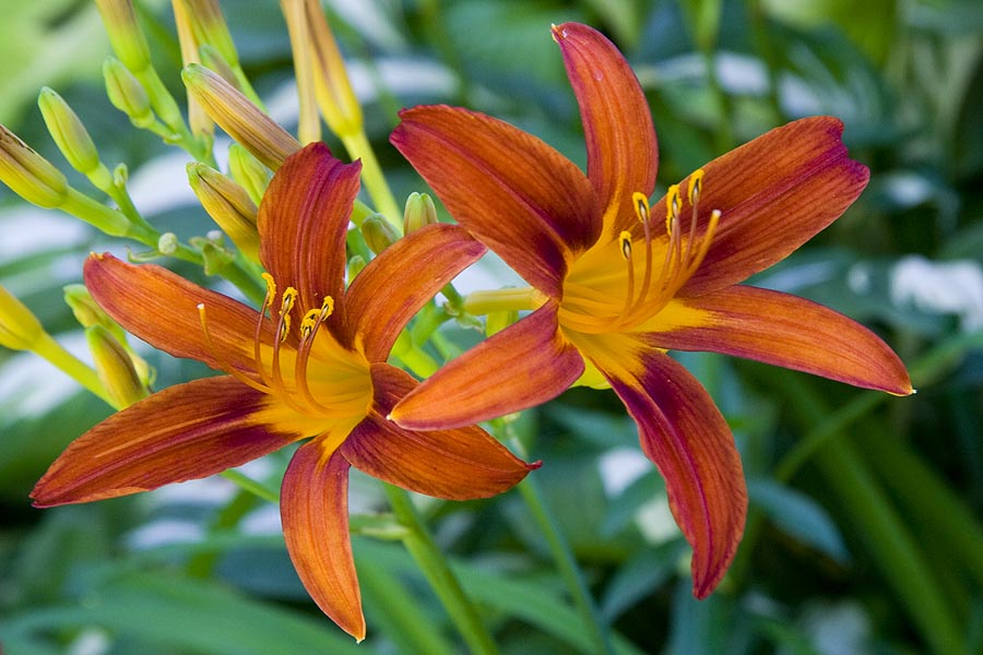 Red Day Lilies