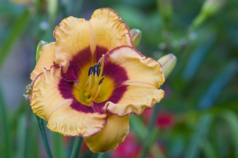 Another Exotic Day Lily