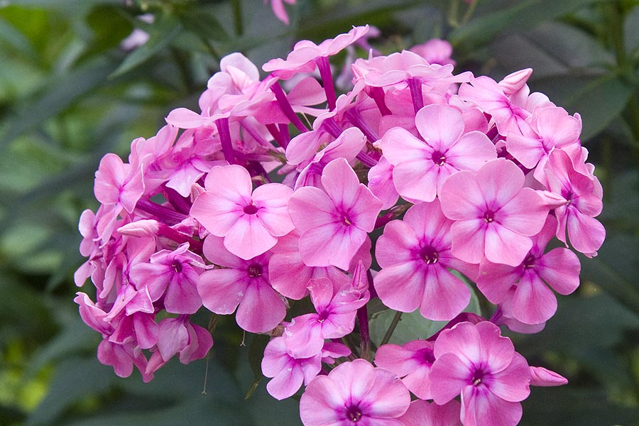 Pink Phlox