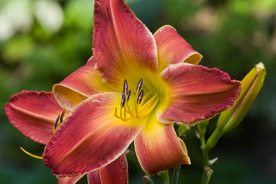 Red Day Lily