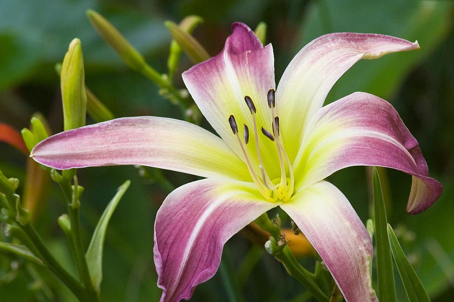 Exotic Day Lily