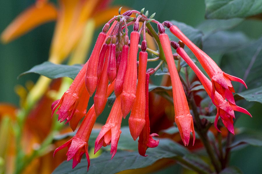 Fuchsias