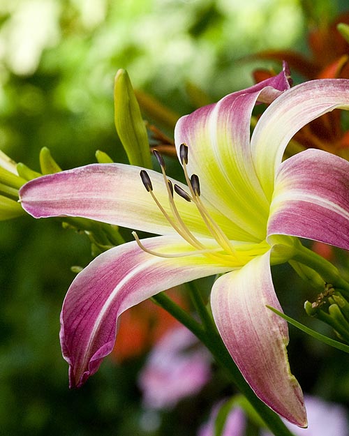 More Exotic Day Lilies