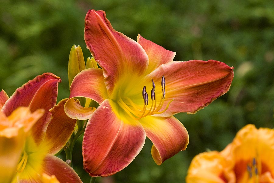 Orange Flame