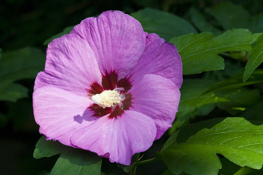 Rose of Sharon