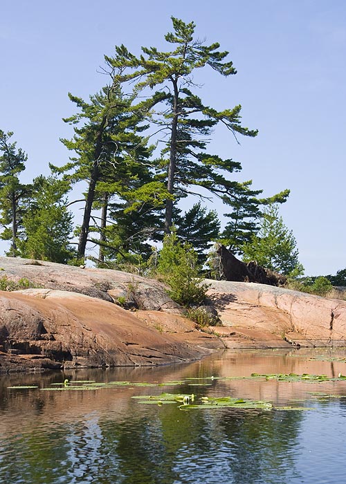 Pines and Water Lilies
