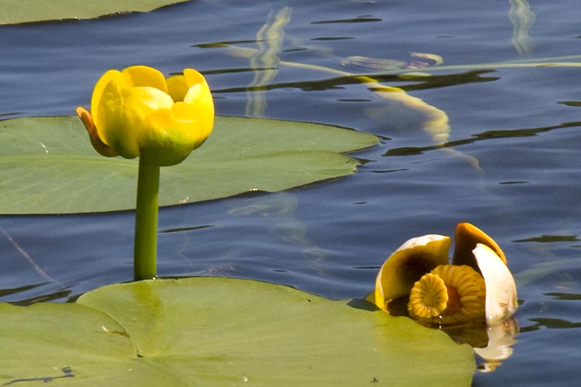 Yellow Pond Lilies