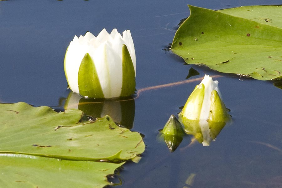 Water Lilies