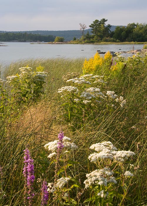 Wildflowers Along the Bay