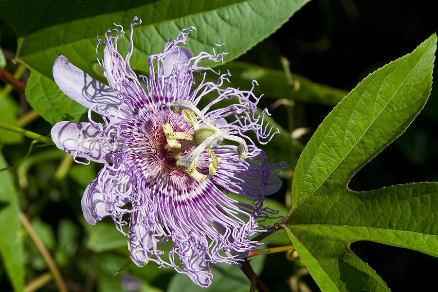 Purple Passion Flower