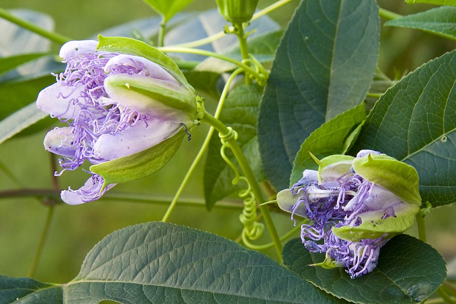 Passion Flower Buds