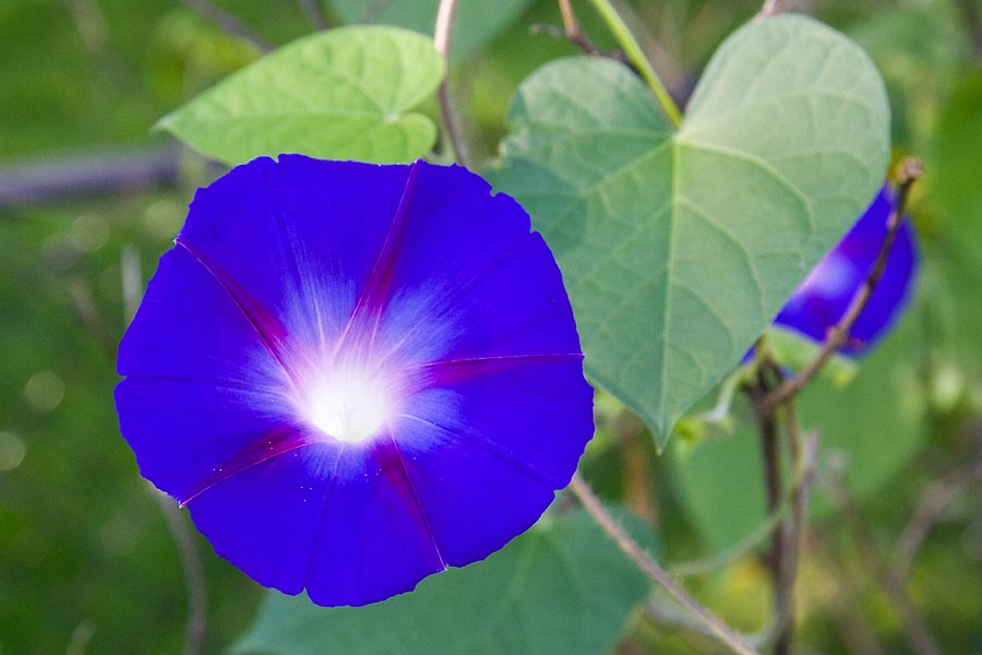 Blue Morning Glory