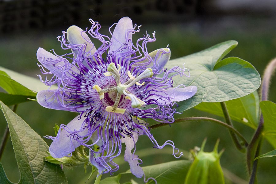 Another Passion Flower 