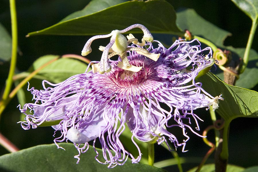 And One Last Flower 