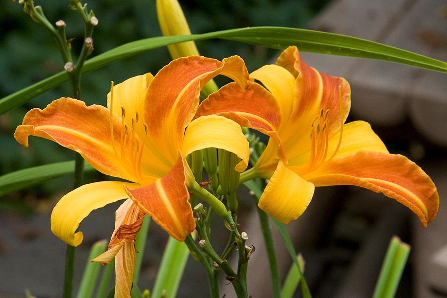Striped Day Lilies