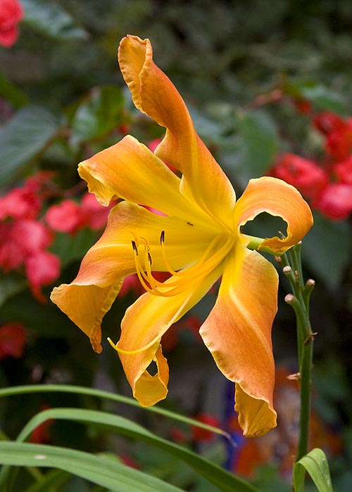 the Last Day Lily