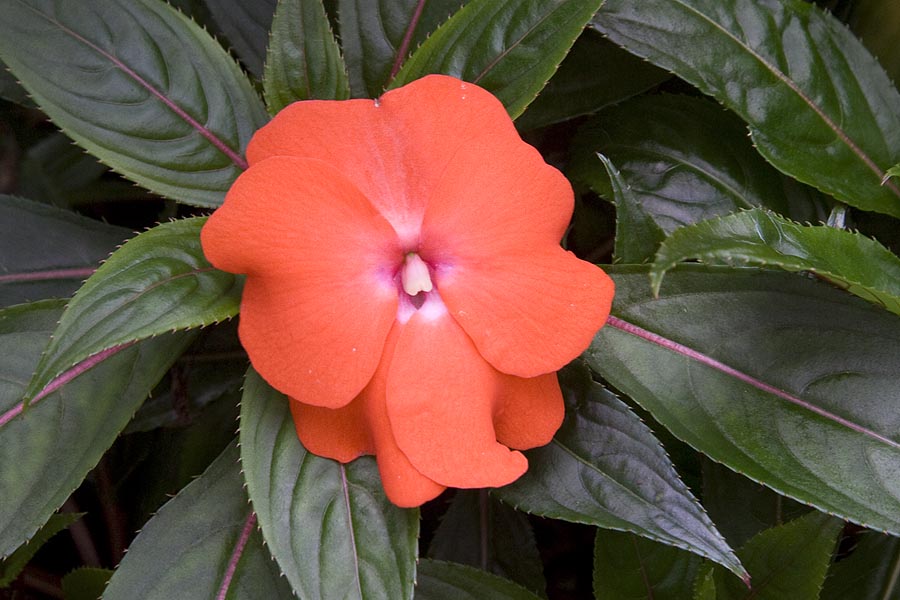 New Guinea Impatiens