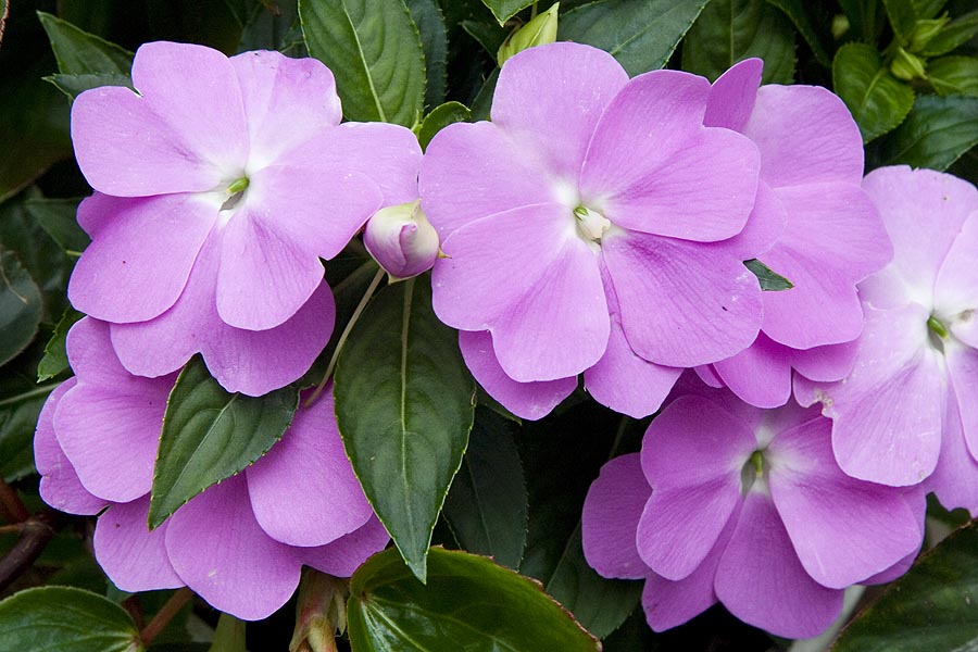 Lavender-Pink Impatiens