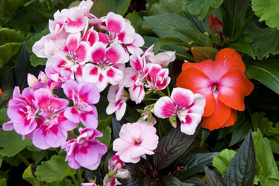 Geraniums and Impatien