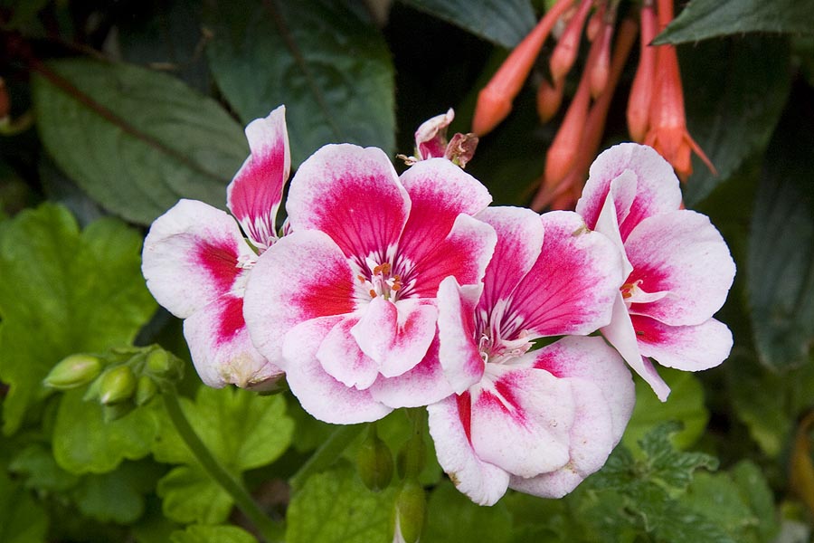 Pretty Geraniums
