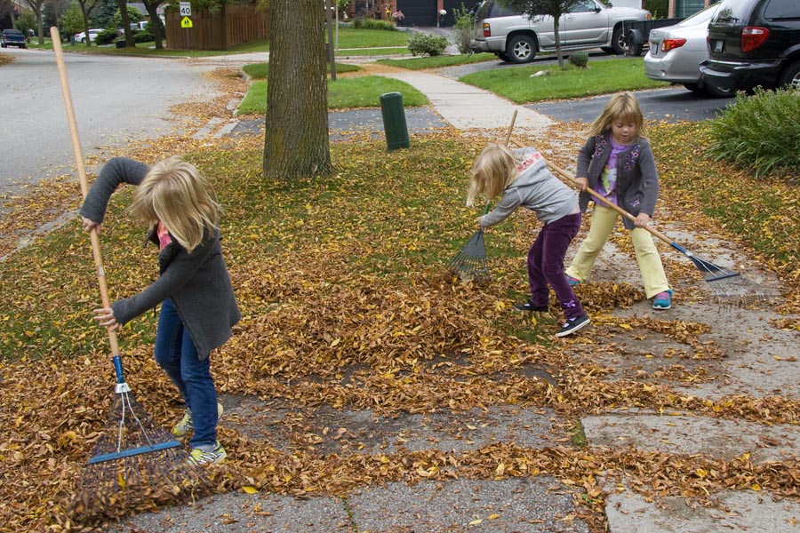 Helping to Rake the Leaves