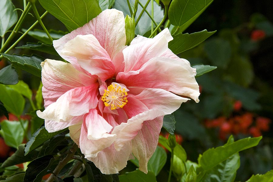 Double Hibiscus