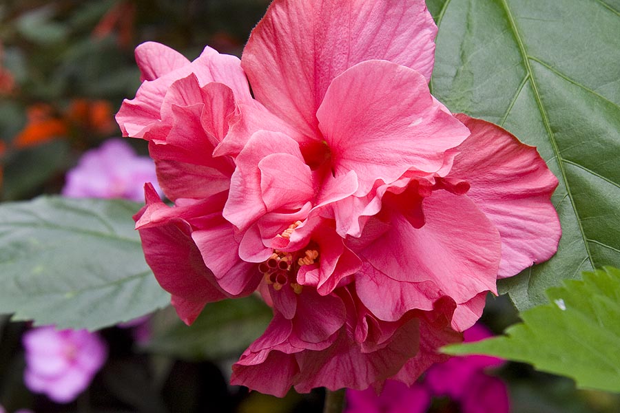 Pink Double