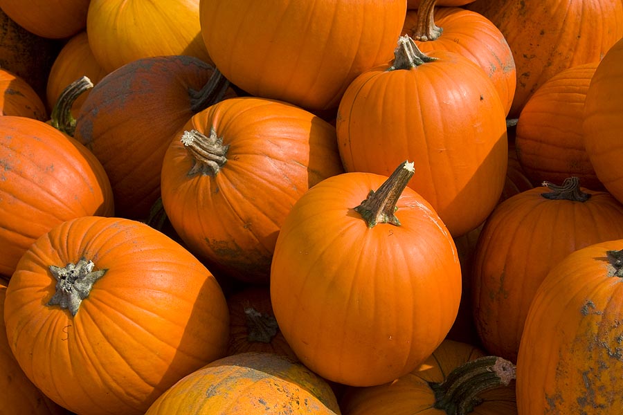 Lots of Pumpkins