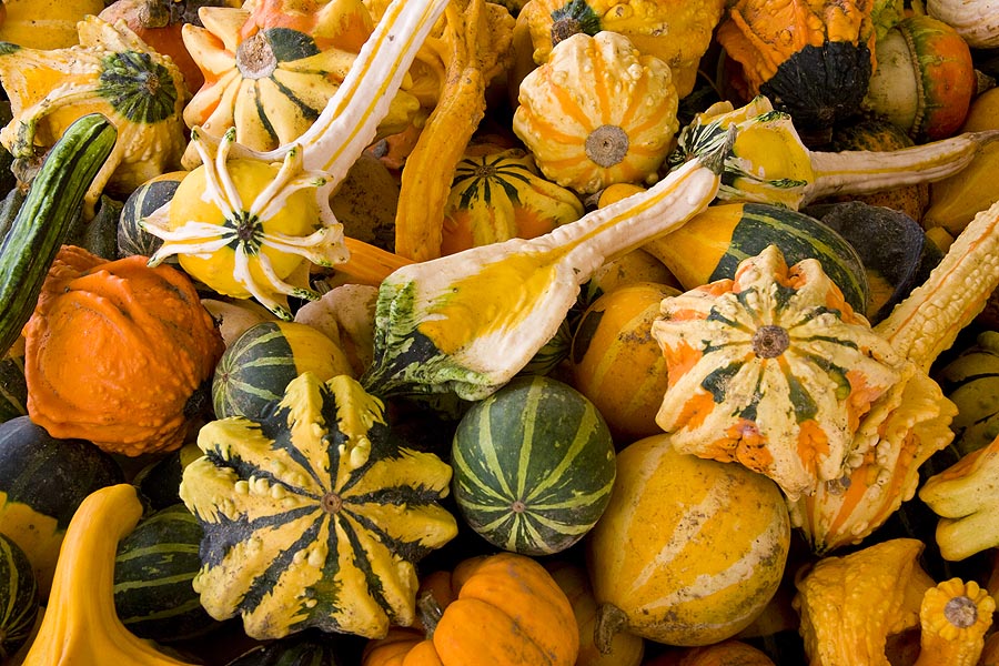 Crazy Gourds