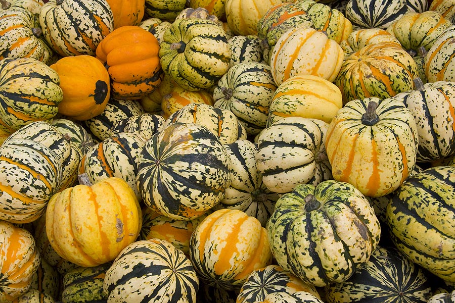 Unusual Mini Pumpkins