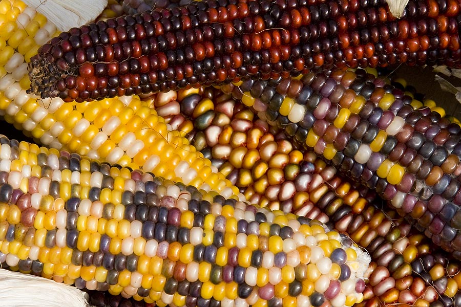 Closer Look at Indian Corn
