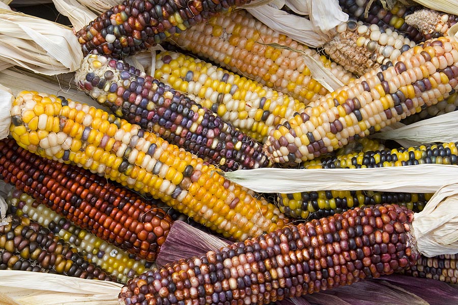 Indian Corn