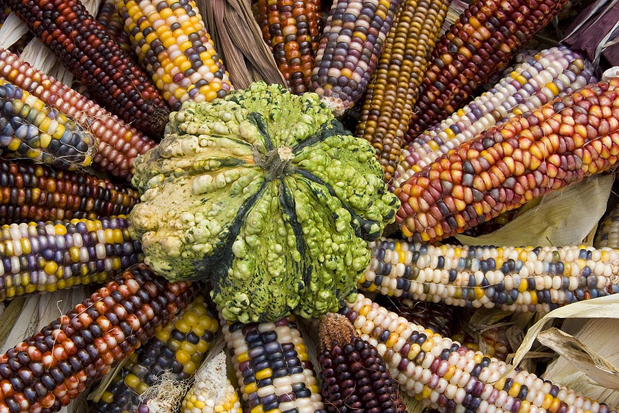 Corn and Warty Gourd